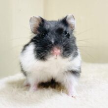 いっしょにあそぼ☆ジャンガリアンハムスター（ブラックパイド）