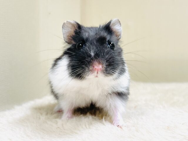 いっしょにあそぼ☆ジャンガリアンハムスター（ブラックパイド）