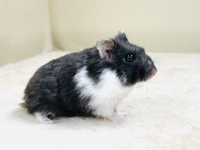 ジャンガリアン