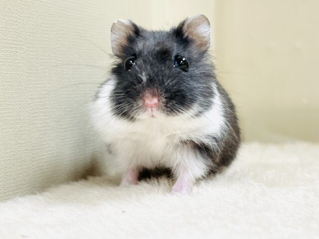 ジャンガリアン