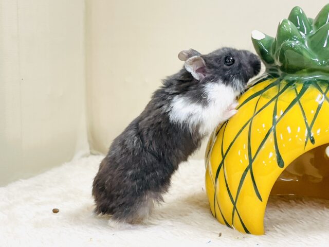 ジャンガリアン