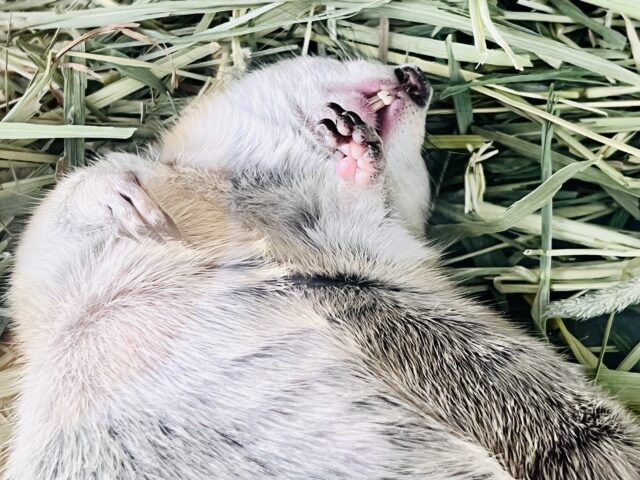 リチャードソンジリス