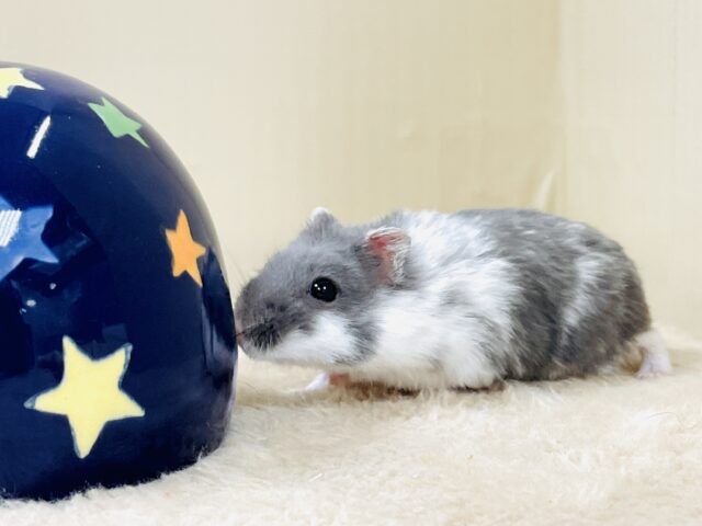 とろけるハムちゃん🐹ジャンガリアンハムスター(ブルーパイド) ジャンガリアン