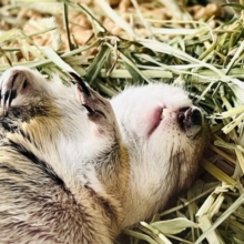 短いお手手が可愛い♡リチャードソンジリスの男の子