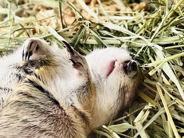 短いお手手が可愛い♡リチャードソンジリスの男の子