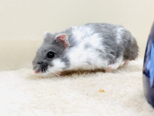 とろけるハムちゃん🐹ジャンガリアンハムスター(ブルーパイド) ジャンガリアン