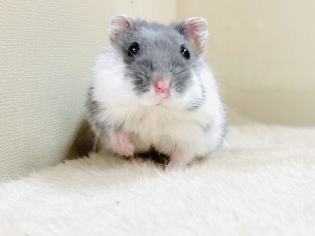 とろけるハムちゃん🐹ジャンガリアンハムスター（ブルーパイド）