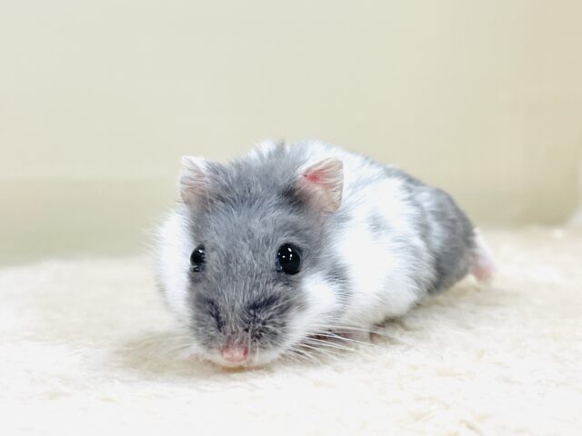 とろけるハムちゃん🐹ジャンガリアンハムスター(ブルーパイド) ジャンガリアン