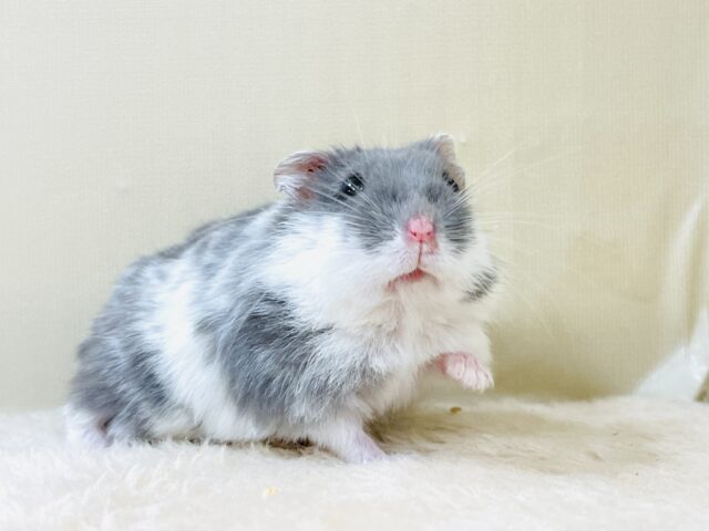 とろけるハムちゃん🐹ジャンガリアンハムスター(ブルーパイド) ジャンガリアン