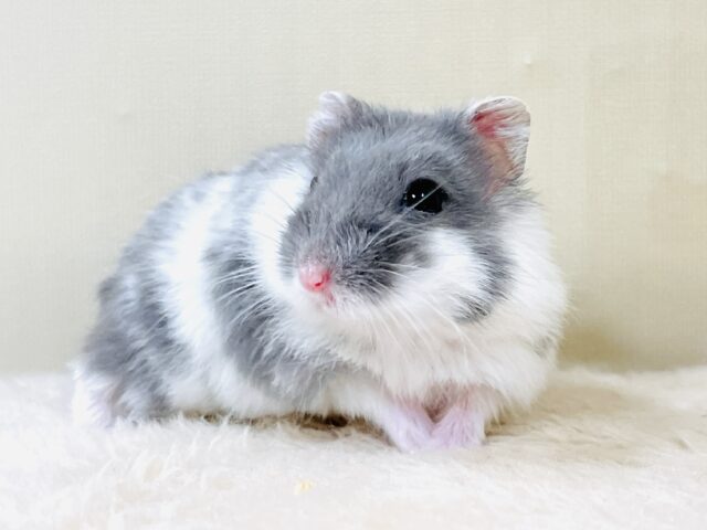 とろけるハムちゃん🐹ジャンガリアンハムスター(ブルーパイド) ジャンガリアン