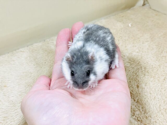 とろけるハムちゃん🐹ジャンガリアンハムスター(ブルーパイド) ジャンガリアン