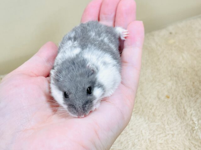 とろけるハムちゃん🐹ジャンガリアンハムスター(ブルーパイド) ジャンガリアン