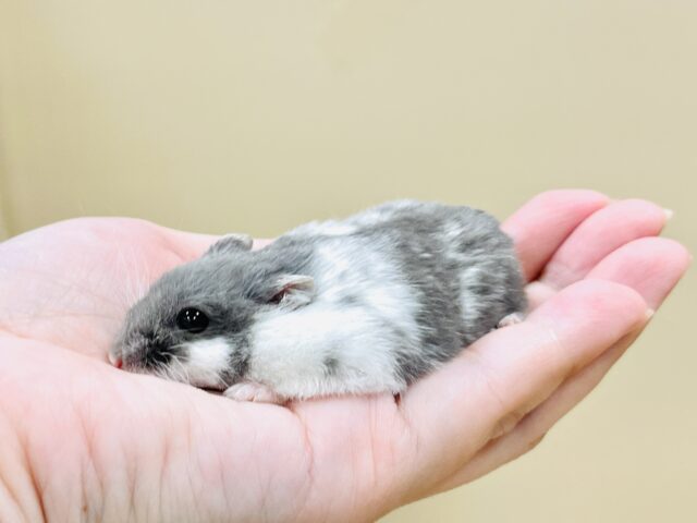 とろけるハムちゃん🐹ジャンガリアンハムスター(ブルーパイド) ジャンガリアン