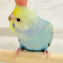 【最新画像・動画更新🪄ひとり餌‪になりました☆】おめめくりくり.*･ﾟレインボー🐣🪇セキセイインコ(パステルカラーレインボー) ヒナ