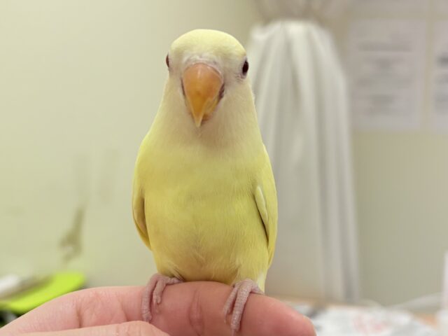 コザクラインコ（小桜インコ）
