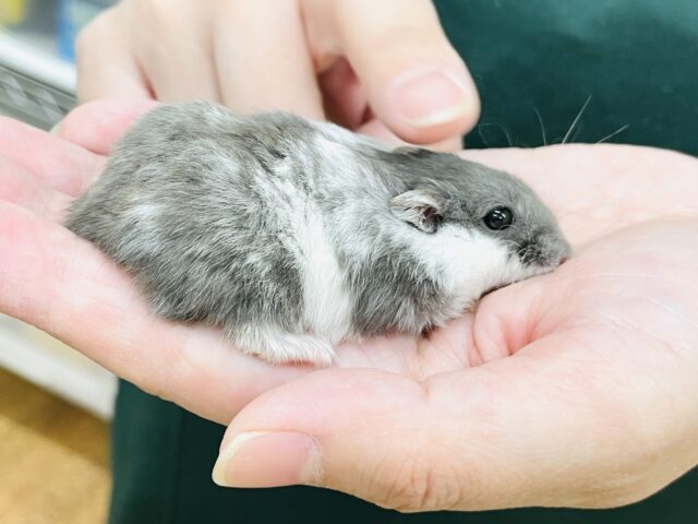 とろけるハムちゃん🐹ジャンガリアンハムスター(ブルーパイド) ジャンガリアン