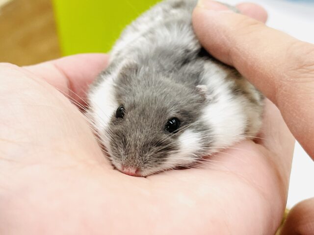 とろけるハムちゃん🐹ジャンガリアンハムスター(ブルーパイド) ジャンガリアン