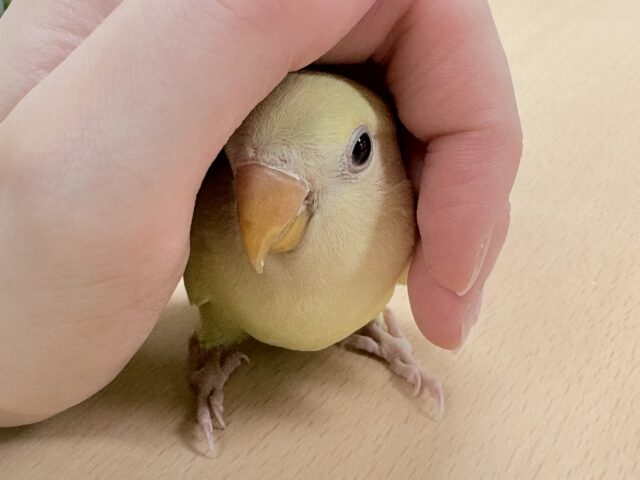 コザクラインコ（小桜インコ）