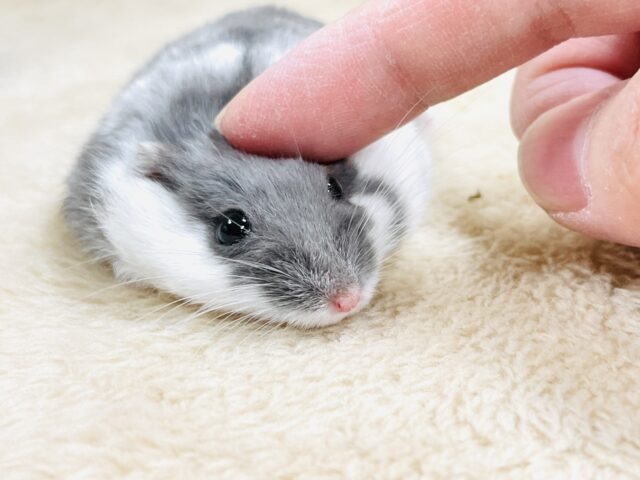 とろけるハムちゃん🐹ジャンガリアンハムスター(ブルーパイド) ジャンガリアン