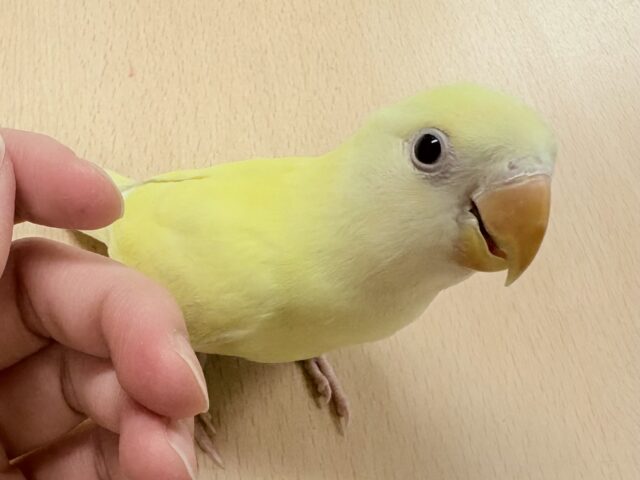 コザクラインコ（小桜インコ）