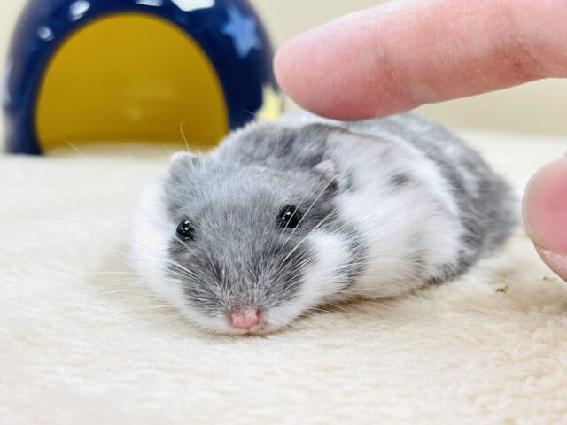 とろけるハムちゃん🐹ジャンガリアンハムスター(ブルーパイド) ジャンガリアン