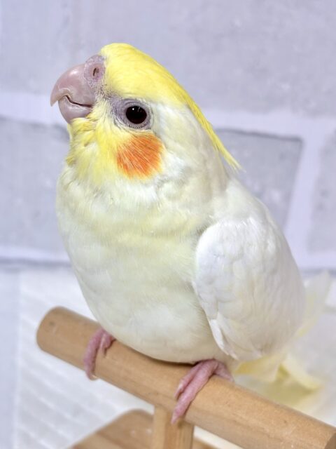 オカメインコ ルチノー ‪🧡‬‪🐥🤍⟡.*‬