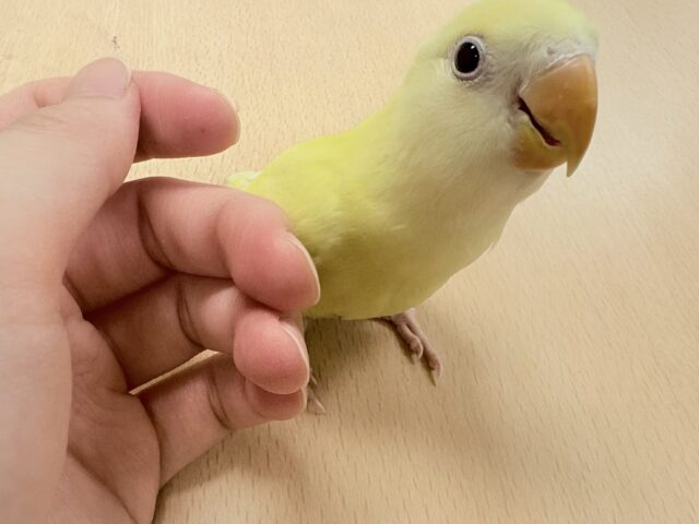 コザクラインコ（小桜インコ）