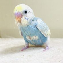 爽やかクリームソーダ🩵💛セキセイインコ（パステルレインボースパングル）ヒナ