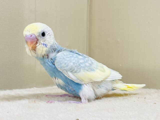 爽やかクリームソーダ🩵💛セキセイインコ(パステルレインボースパングル)ヒナ セキセイインコ