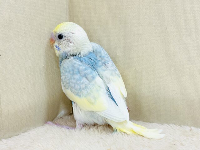 爽やかクリームソーダ🩵💛セキセイインコ(パステルレインボースパングル)ヒナ セキセイインコ