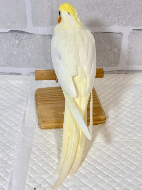 オカメインコ