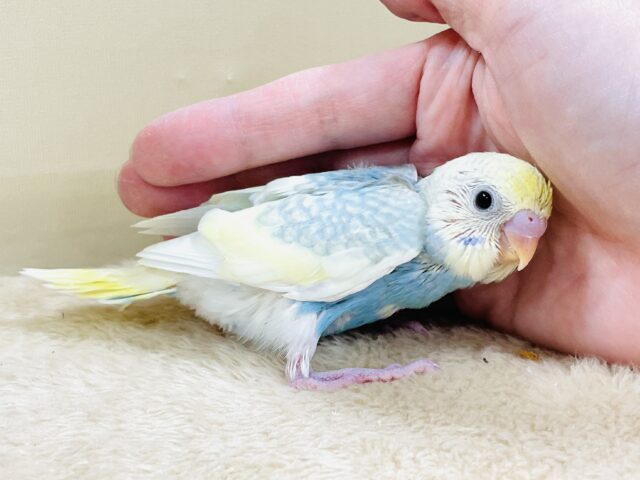 爽やかクリームソーダ🩵💛セキセイインコ(パステルレインボースパングル)ヒナ セキセイインコ