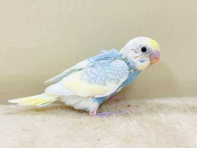 爽やかクリームソーダ🩵💛セキセイインコ(パステルレインボースパングル)ヒナ セキセイインコ