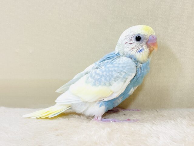 爽やかクリームソーダ🩵💛セキセイインコ(パステルレインボースパングル)ヒナ セキセイインコ