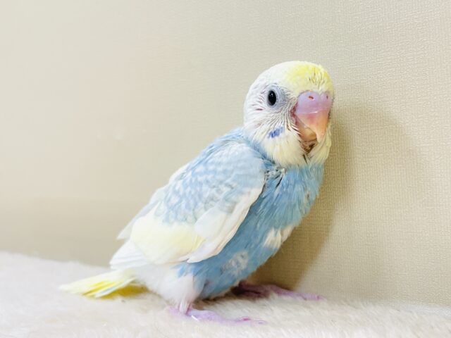 爽やかクリームソーダ🩵💛セキセイインコ(パステルレインボースパングル)ヒナ セキセイインコ