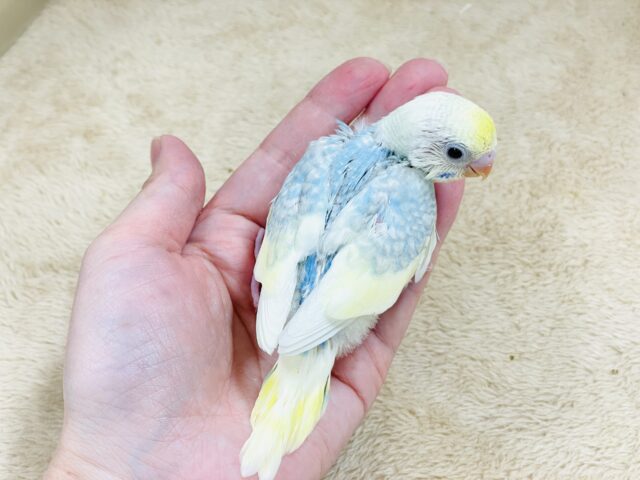 爽やかクリームソーダ🩵💛セキセイインコ(パステルレインボースパングル)ヒナ セキセイインコ