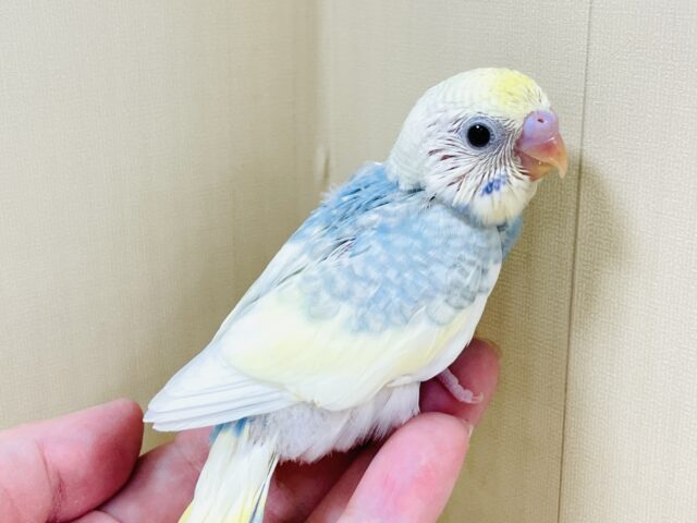 爽やかクリームソーダ🩵💛セキセイインコ(パステルレインボースパングル)ヒナ セキセイインコ
