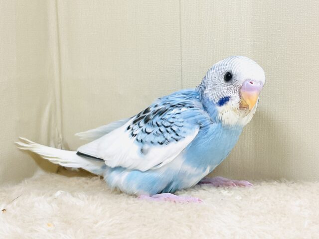 青空のような爽やかカラー🩵セキセイインコ(パイド)ヒナ セキセイインコ