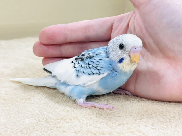 青空のような爽やかカラー🩵セキセイインコ(パイド)ヒナ セキセイインコ