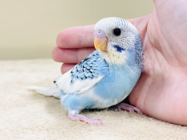 青空のような爽やかカラー🩵セキセイインコ(パイド)ヒナ セキセイインコ