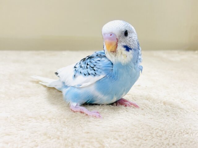 青空のような爽やかカラー🩵セキセイインコ（パイド）ヒナ