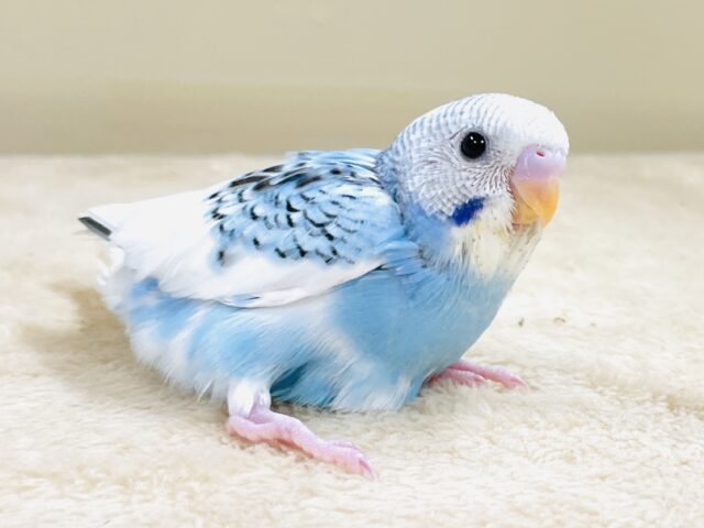 青空のような爽やかカラー🩵セキセイインコ(パイド)ヒナ セキセイインコ