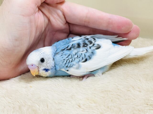 青空のような爽やかカラー🩵セキセイインコ(パイド)ヒナ セキセイインコ