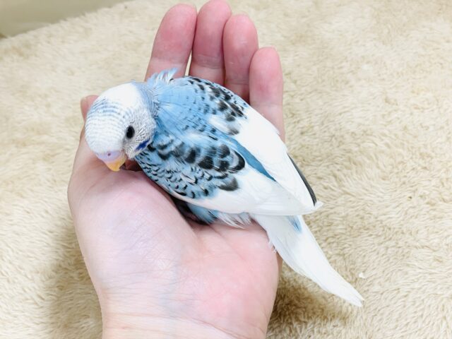 青空のような爽やかカラー🩵セキセイインコ(パイド)ヒナ セキセイインコ