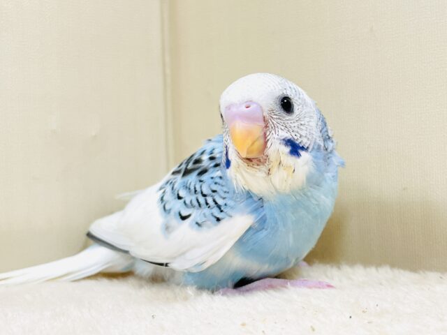 青空のような爽やかカラー🩵セキセイインコ(パイド)ヒナ セキセイインコ