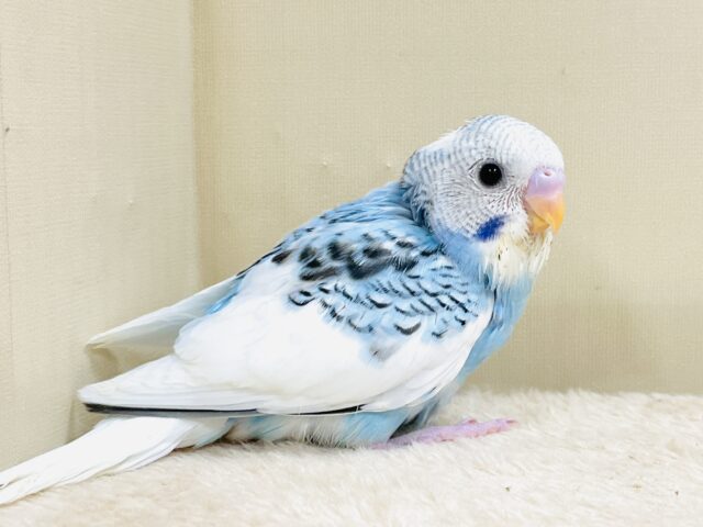 青空のような爽やかカラー🩵セキセイインコ(パイド)ヒナ セキセイインコ