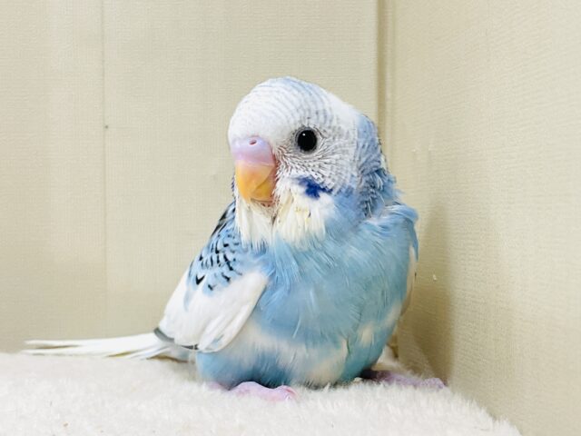 青空のような爽やかカラー🩵セキセイインコ(パイド)ヒナ セキセイインコ