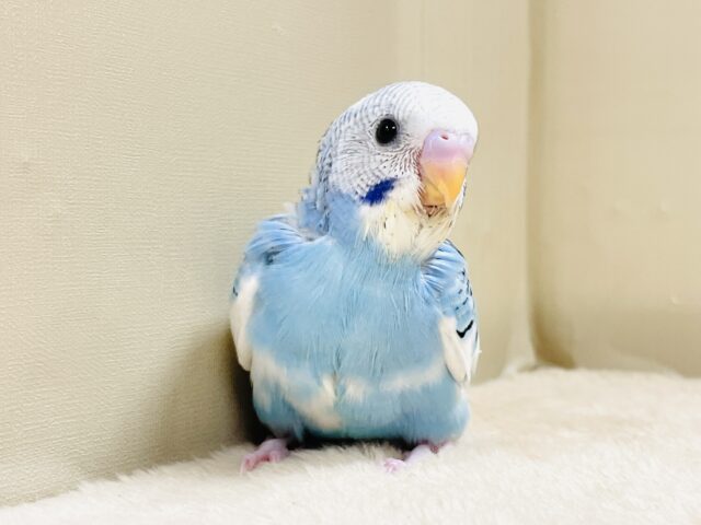青空のような爽やかカラー🩵セキセイインコ(パイド)ヒナ セキセイインコ