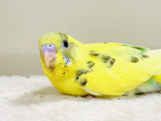 手の上が落ち着く〜☺️セキセイインコ（ハルクイン）ヒナ