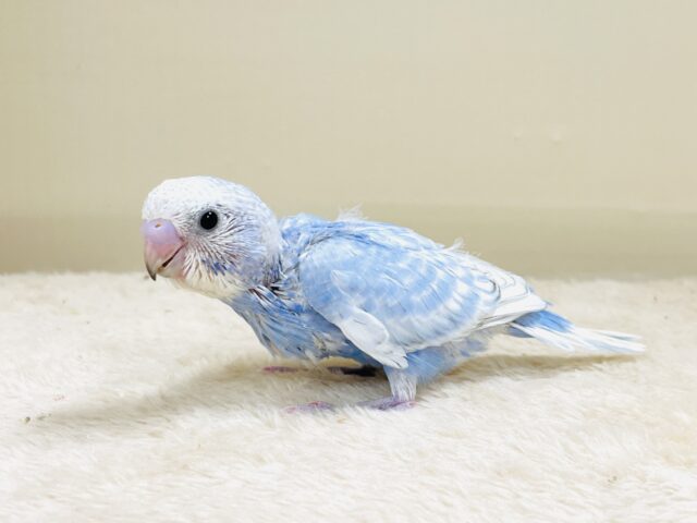 てちてち歩いて元気いっぱい🩵セキセイインコ(スパングル)ヒナ セキセイインコ